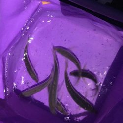 朝のサビキ釣り